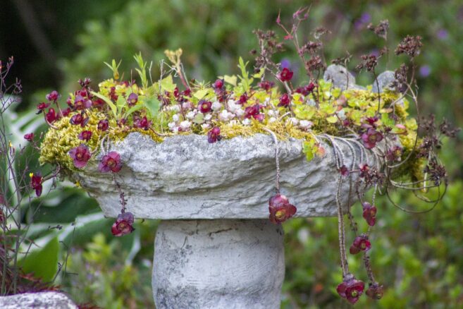 Wie man Blumen in einer Vogeltränke pflanzt [Bildinhalt mit KI erstellt]