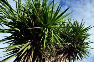 Yucca Palme