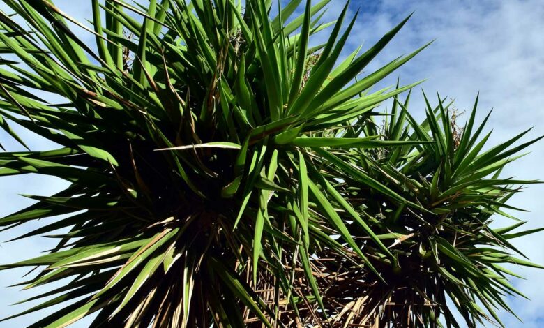 Yucca Palme