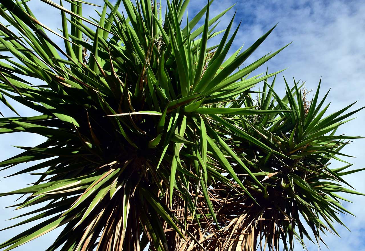 Yucca Palme Pflege und Standort