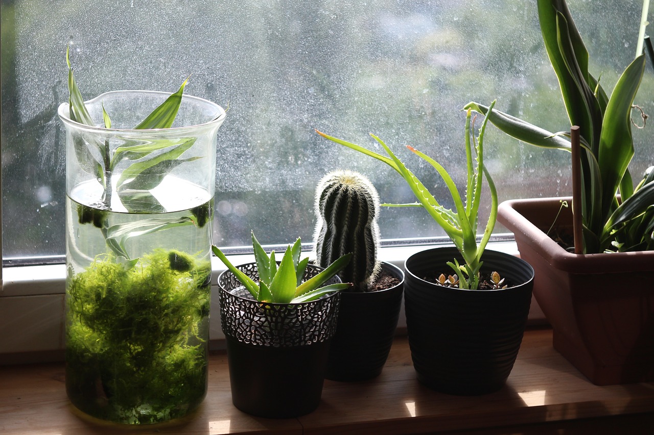 Zimmerpflanzen für die Fensterbank  – Die pflegeleichte grüne Dekoration
