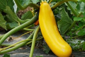 Zucchini Pflanzen