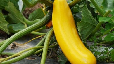 Zucchini Pflanzen