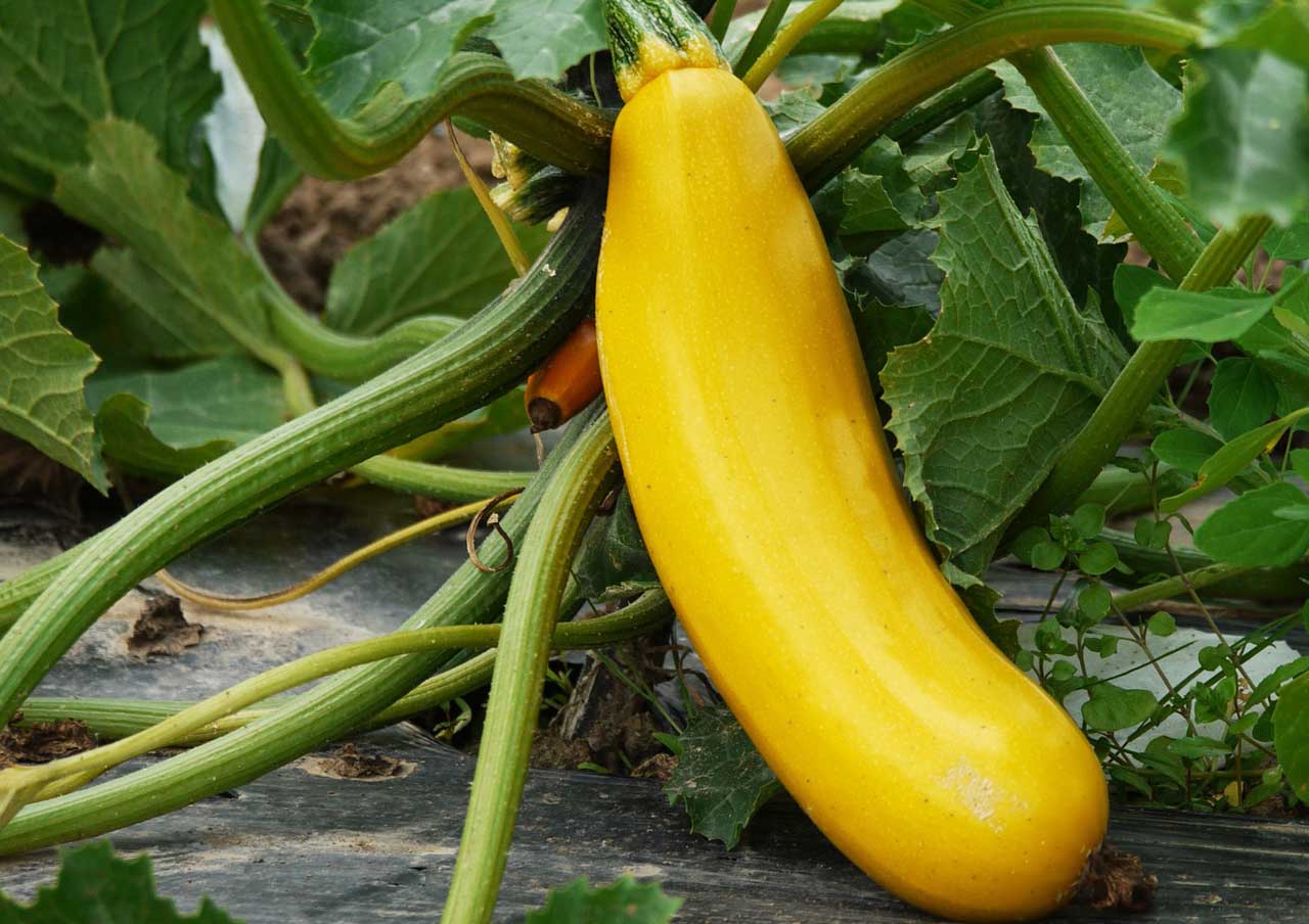 Zucchini anbauen, pflegen und ernten