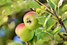 Apfelbaum ziehen, pflegen und schneiden