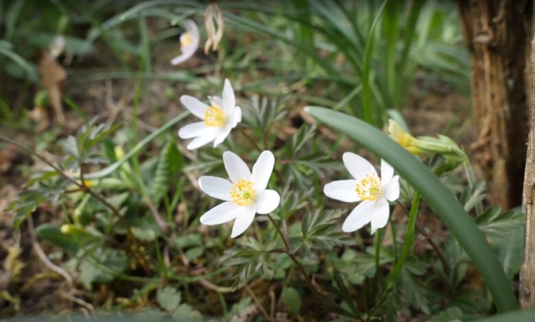 Gartenarbeit Frühling - Aussaat im Hochbeet, Unkraut entfernen