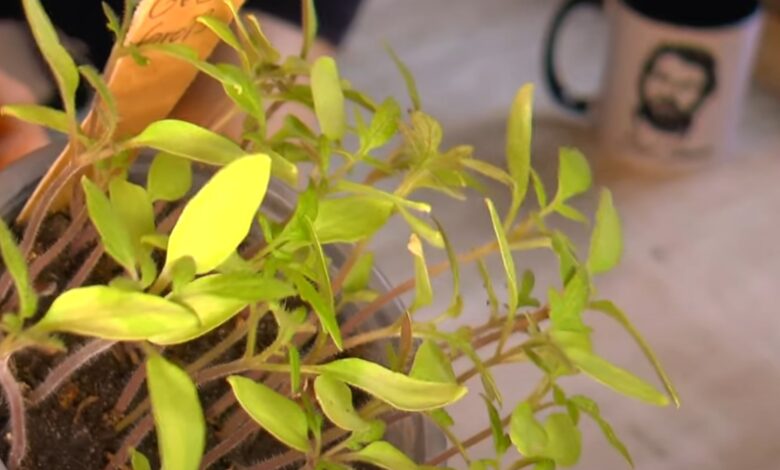 Gartenarbeit: Tomaten Pikieren / Jungpflanzen Pikieren
