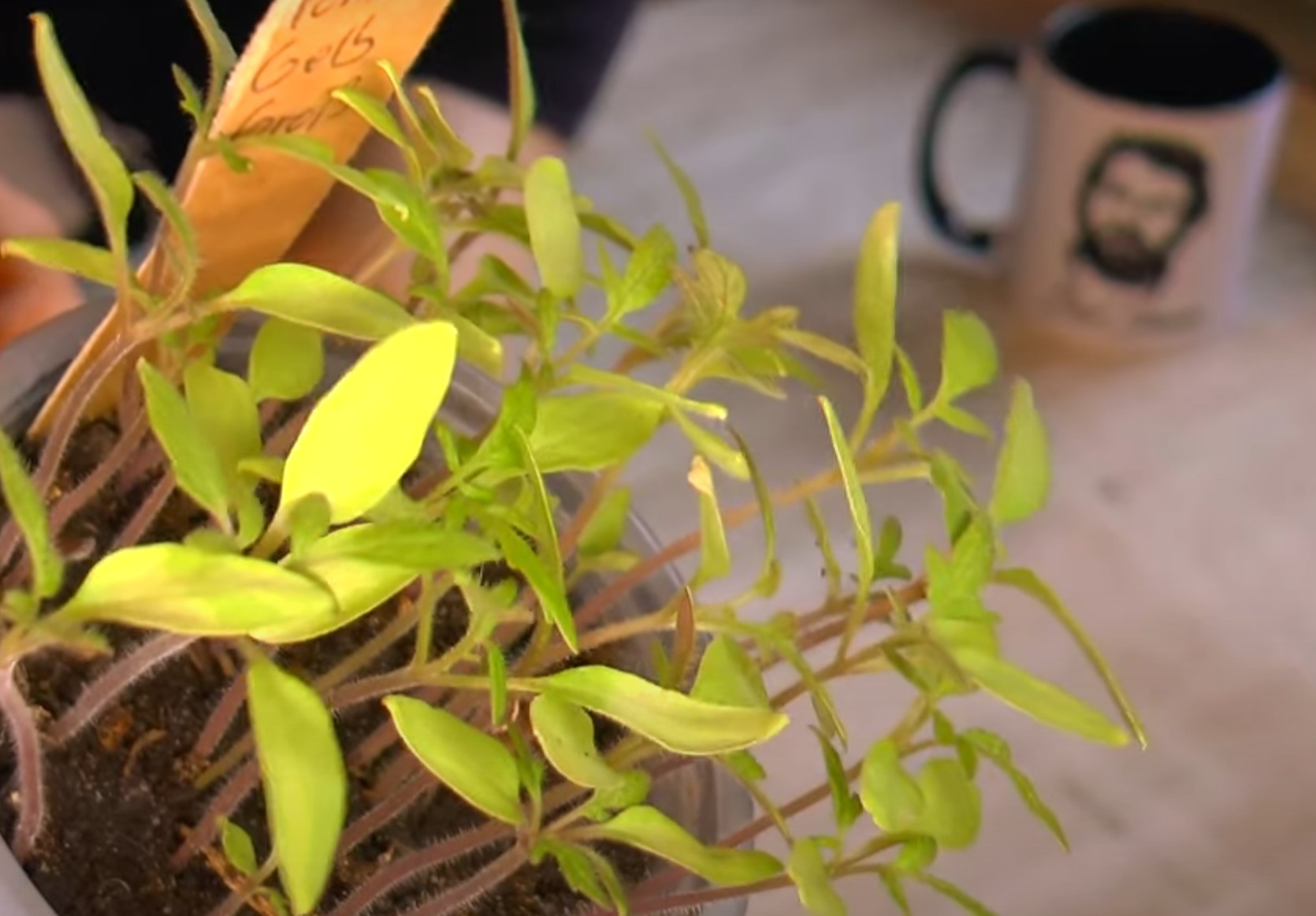 Gartenarbeit: Tomaten Pikieren / Jungpflanzen Pikieren