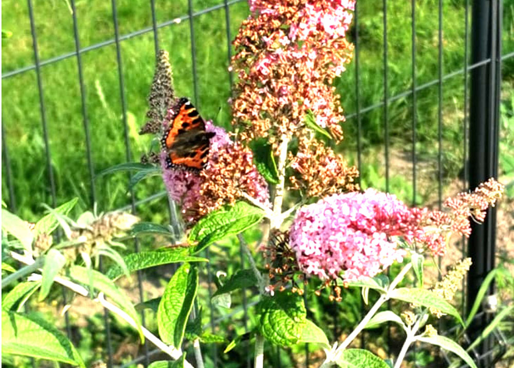 Ist der Schmetterlingsflieder wirklich invasiv und schädlich für Schmetterlinge?