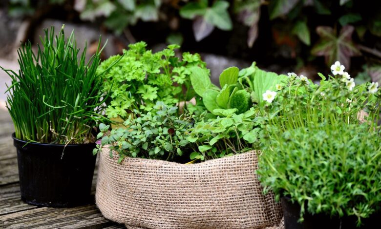 Garten anlegen auf engsten Raum - So geht's!