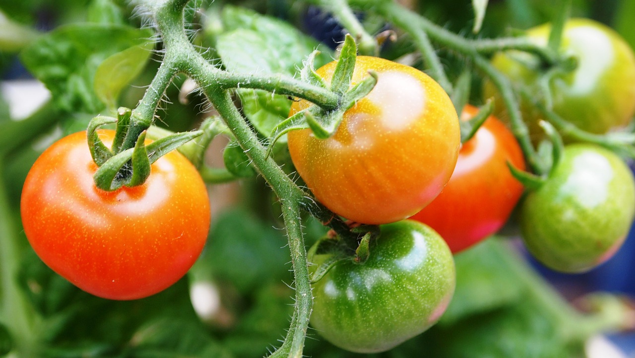 Die besten und schlechtesten Begleitpflanzen für Tomaten im Beet