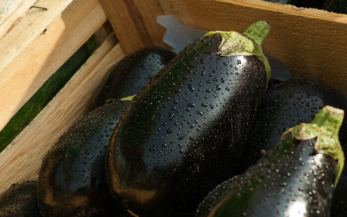 Auberginen Anbau 7 Tipps