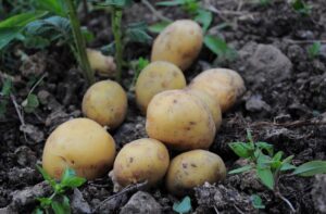 Kartoffeln pflanzen pflegen ernten