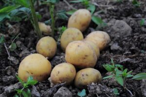 Kartoffeln pflanzen pflegen ernten