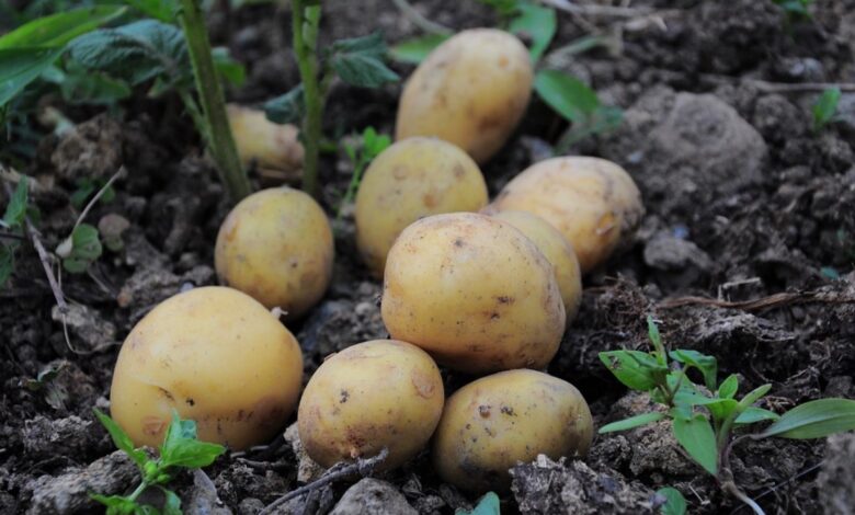 Kartoffeln pflanzen pflegen ernten