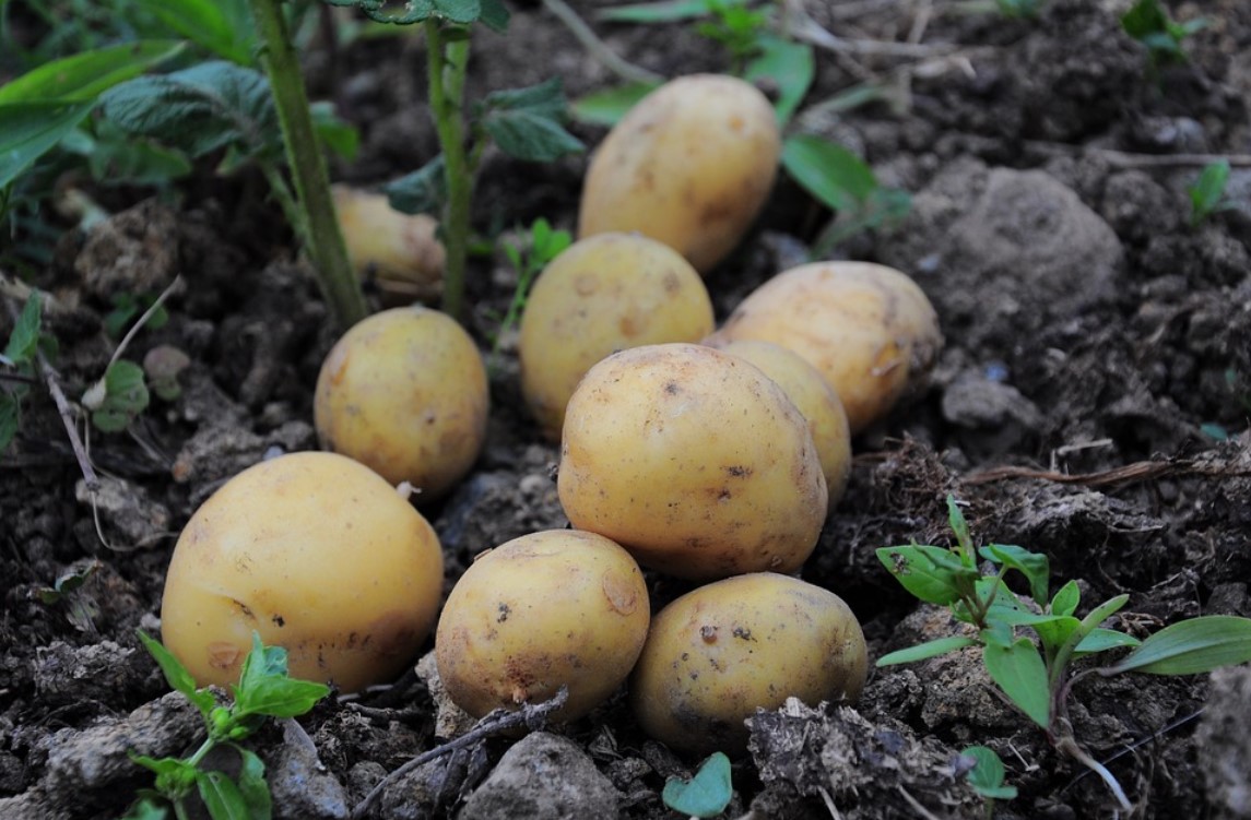 Kartoffeln pflanzen pflegen ernten