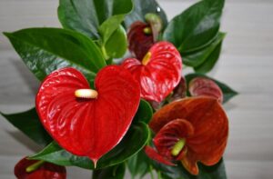 Welche Pflanzen eignen sich für Hydrokultur? Top 15