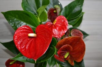 Welche Pflanzen eignen sich für Hydrokultur