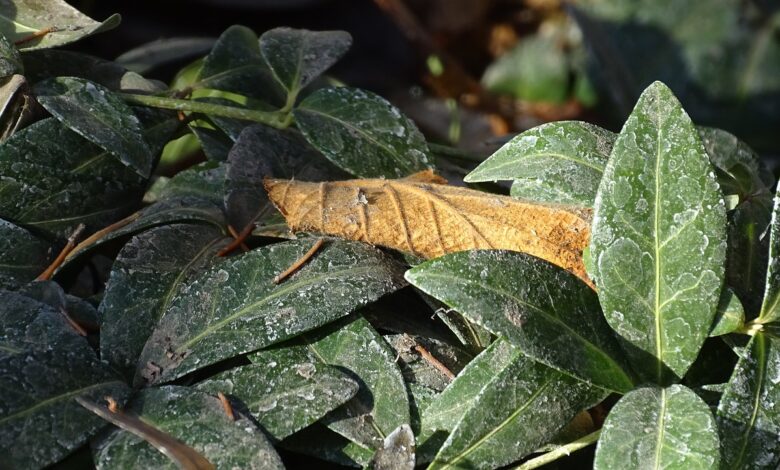 Welche Gartenarbeiten kann man im Januar erledigen?