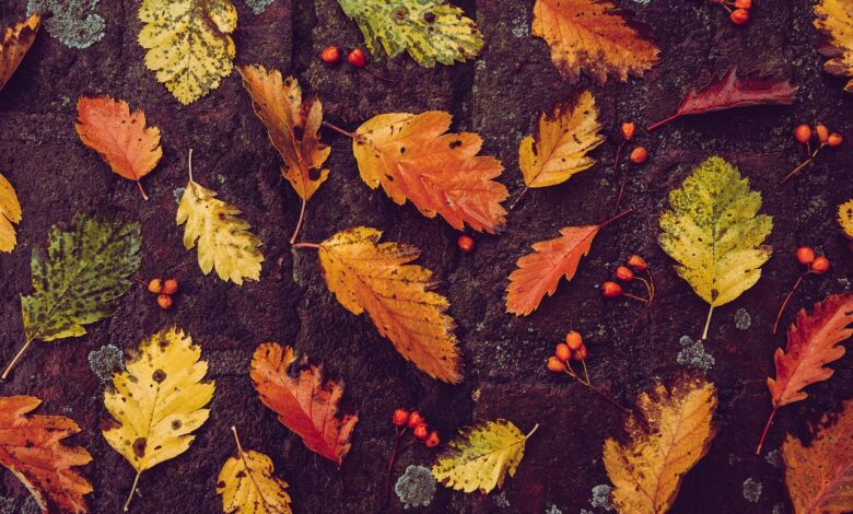 Laub als Dünger verwenden - So geht's richtig