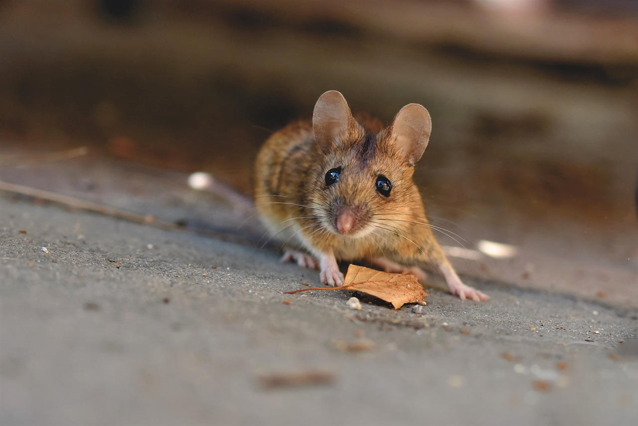 Mäusekot erkennen und entsorgen – Gefahr droht durch Hantavirus
