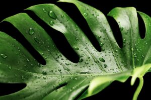 Monstera gießen – wie oft und wie viel Wasser ist richtig?