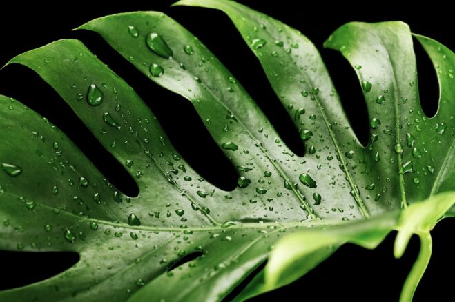 Monstera gießen - wie oft und wie viel Wasser ist richtig?