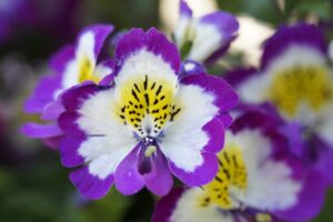 Bauernorchidee - Planzen, Pflege und Blüte