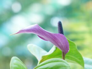 Einblatt (Spathiphyllum) – pflanzen, pflegen und gießen