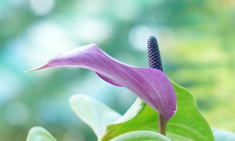 Einblatt (Spathiphyllum) - pflanzen, pflegen und gießen