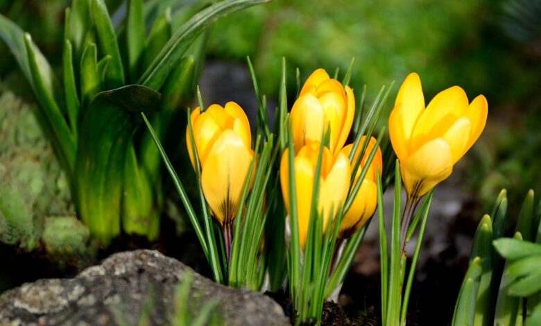 Gartenarbeiten im März