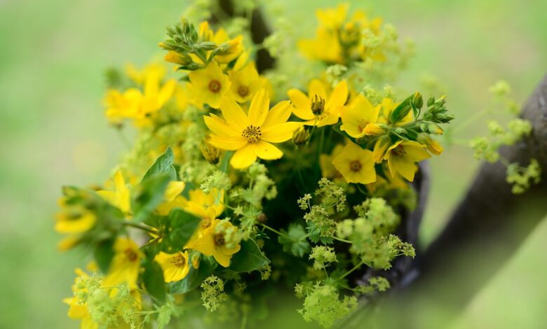 Goldfelberich (Lysimachia punctata): Ein Blütenmeer im Garten