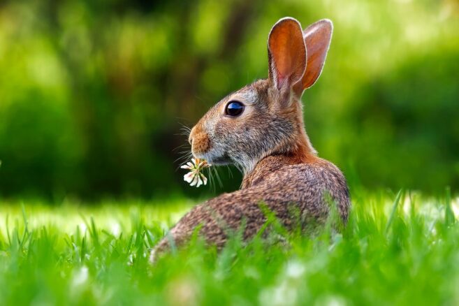 Rasenpflege im Frühling: Tipps zum Mähen und Düngen im März