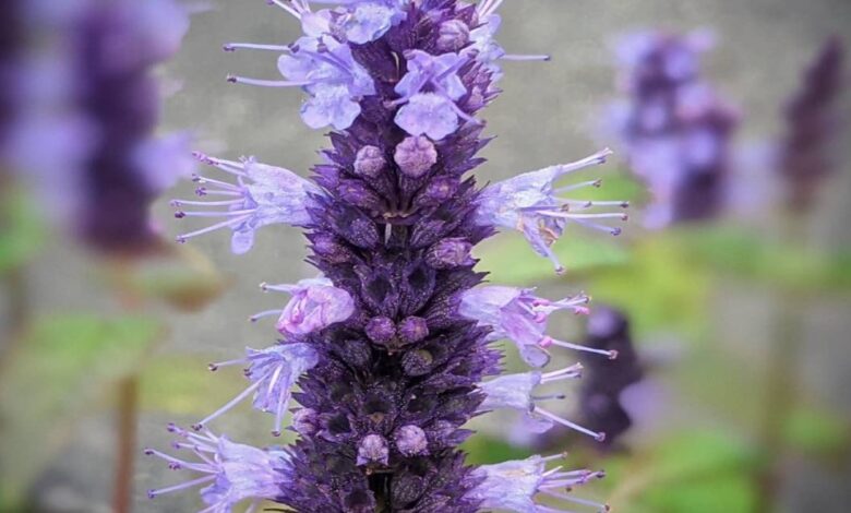 Agastache foeniculum