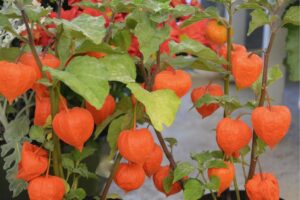 Andenbeere: Tipps für Anbau & Ernte – Expertenratgeber