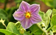 Aubergine blüht, trägt aber keine Früchte: Ursachen und Lösungen [Bildinhalt mit KI erstellt]