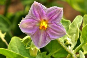 Aubergine blüht, trägt aber keine Früchte: Ursachen und Lösungen