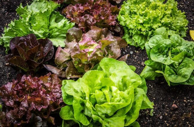 Blattsalat anbauen