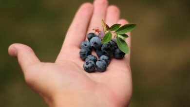 Blaubeeren anbauen