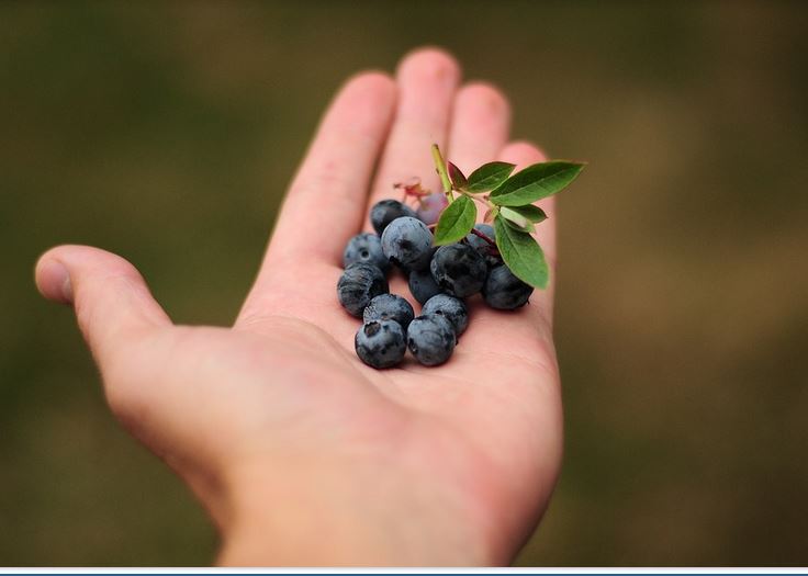 Blaubeeren anbauen