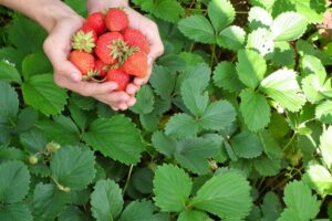 Erdbeeren: 10 Geheimnisse für eine ertragreiche Ernte