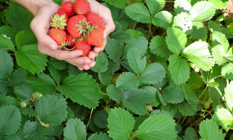 Erdbeeren: 10 Geheimnisse für eine ertragreiche Ernte