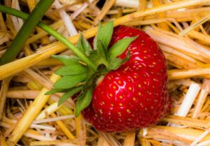 Erdbeeren mulchen