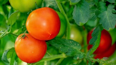 Kann man im Juli noch Tomaten pflanzen?