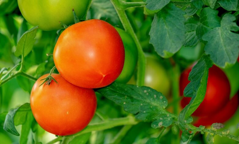 Kann man im Juli noch Tomaten pflanzen?
