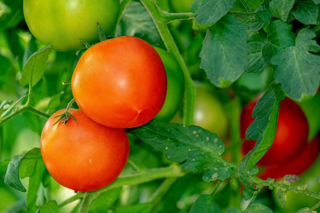 Kann man im Juli noch Tomaten pflanzen?