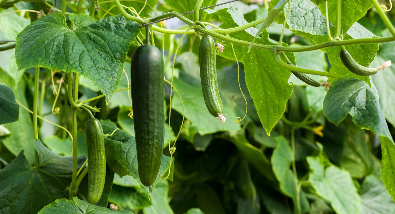 Melone und Gurke im Gewächshaus anbauen