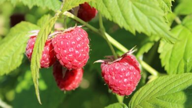 Pflanzabstand Himbeeren und Brombeeren