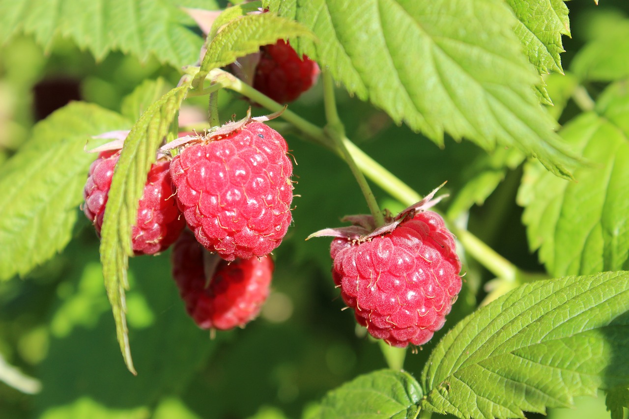 Pflanzabstand Himbeeren und Brombeeren