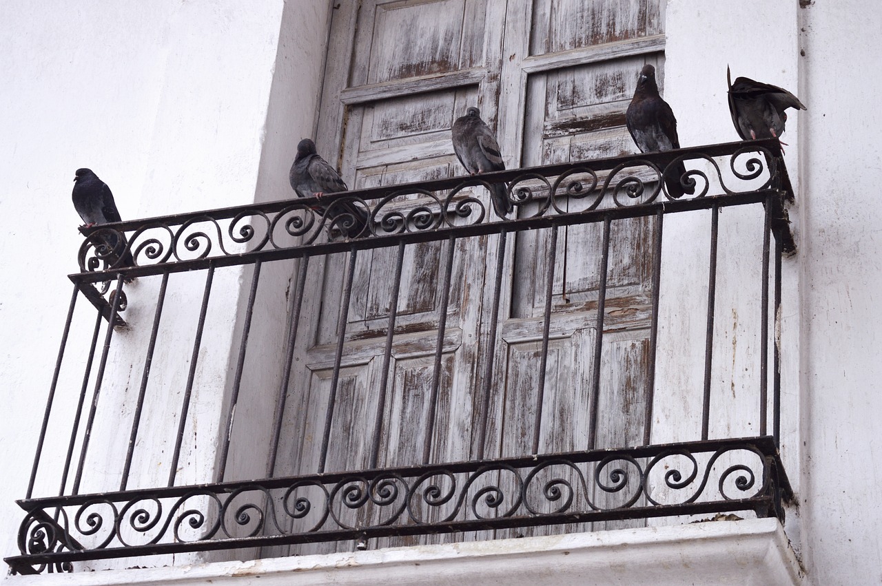 Vögel vom Balkon fernhalten - So geht's richtig